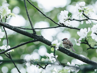八仙的排名次序是怎么来的