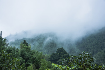 生姜适合什么土质和气候条件